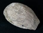 Cretaceous Palm Fruit Fossil - Hell Creek Formation #16622-1